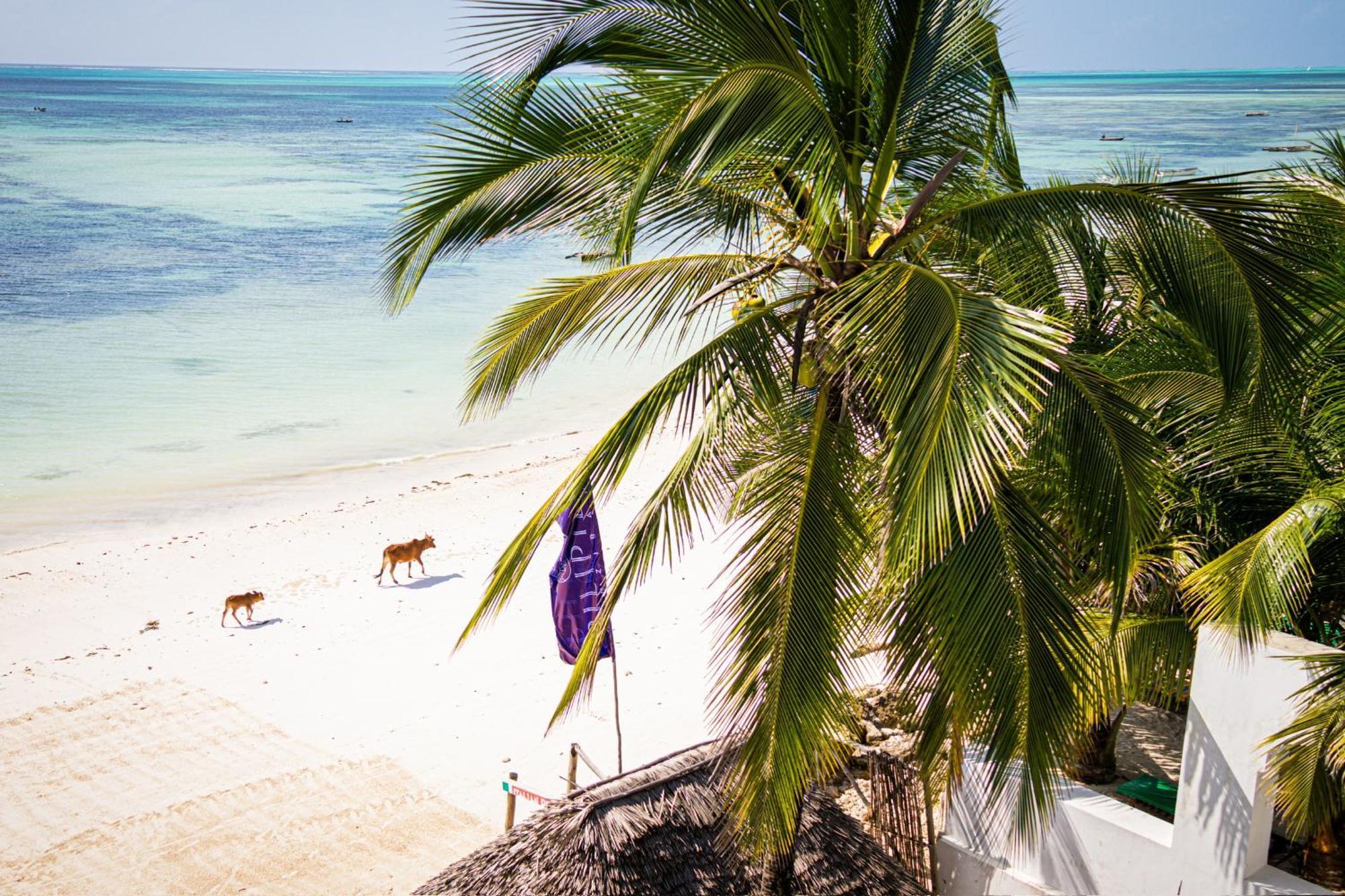 Pili Pili Sunrise Beach Hotel Jambiani  Buitenkant foto